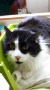 Boris (2)